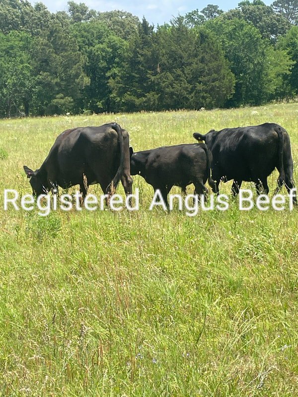 Registered Angus Beef