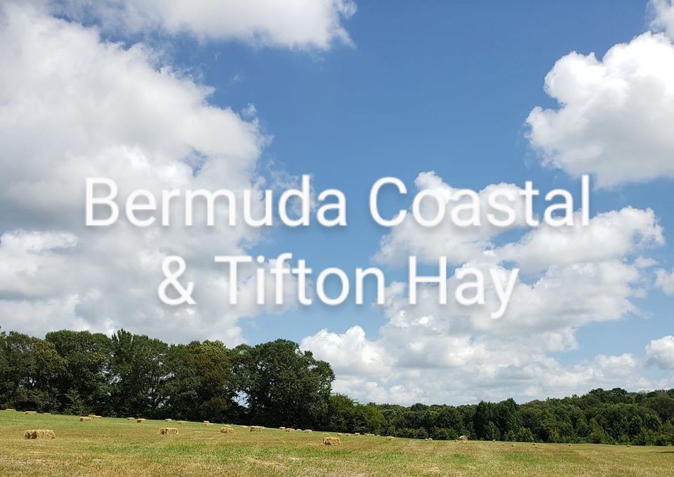 Bermuda Coastal & Tifton Hay